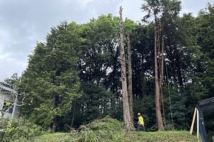 三次市四捨貫町 / ヒノキ8本の伐採と搬出 三次市四捨貫町 / ヒノキ8本の伐採と搬出