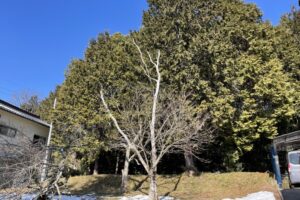 三次市四捨貫町 / ヒノキ8本の伐採と搬出 三次市四捨貫町 / ヒノキ8本の伐採と搬出