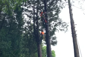 三次市四捨貫町 / ヒノキ8本の伐採と搬出 三次市四捨貫町 / ヒノキ8本の伐採と搬出