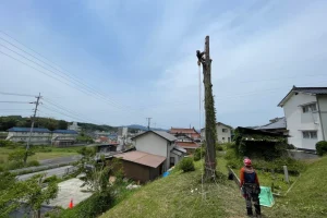 三次市四捨貫町 / ヒノキ8本の伐採と搬出 三次市四捨貫町 / ヒノキ8本の伐採と搬出