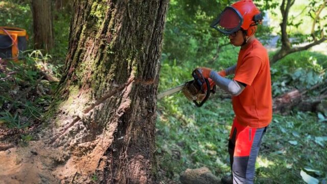 【伐採 / 集積残置】
⁡
何年か前に新聞折込で集客した際にチラシをずっと取っておいたみたいでお電話いただき、お見積もりし 成約いただき作業して参りました🙏🌳
⁡
ナラガシワで胸高直径65cm、梢まで約20mほどで1発伐倒しても全然良かったのですが綺麗に残置して見栄えよく！とのご意向だったのでスパー履いて軽く登って、太い枝を3本ほど切り落とし🪵
⁡
登ったついでにウインチロープを玉掛け(倍力)して無事に伐倒完了です🫶🔥🔥
圧倒的に綺麗にする方に時間がかかりましたが ひたすらに綺麗になって大満足でした🫡✨️

𓇠𓇠𓇠𓇠𓇠𓇠𓇠𓇠𓇠𓇠𓇠
⁡
【求人募集】

弊社では現在、一緒に働いてくれる仲間を探しています💪🔥
主に広島県北部(庄原、三次、三原)で造林保育事業を行っております🌲
⁡
詳しい求人情報はInstagramのプロフィールからHPにアクセスしていただくか、「三次市 株式会社七八」と検索していただければ出てきます🫡✨
⁡
山仕事、マジで楽しいですよ🤝
⁡
⁡応募方法は、
⁡●InstagramのDM
●HPのお問い合わせ(電話 / 公式LINE)
上記の方法にてご応募 お待ちしております🙏

#林業 #求人 #庄原市 #三次市 #安芸高田市