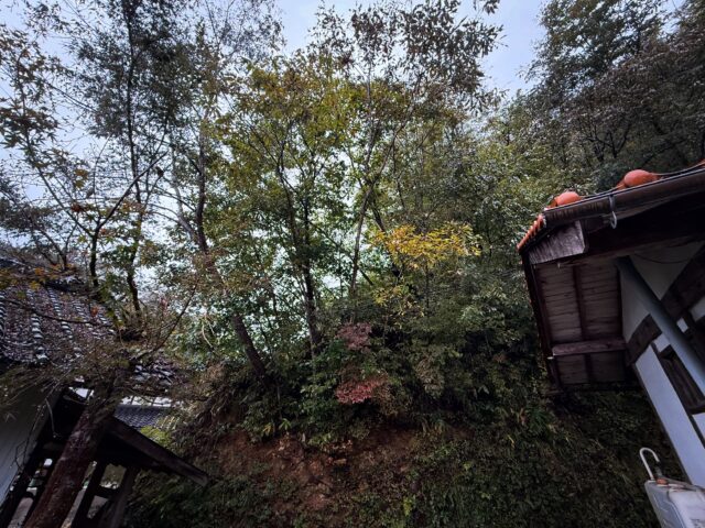 【危険木伐採 / 個人宅様ご依頼②】
4日間の工程で無事に完工いたしました👍🔥🔥
竹と広葉樹が葛で ほぼ全て繋がっているという とてつもなく難儀な現場でした🌳
木自体に大きくて太いものはなかったですが ひたすらに手数が多いだろうな🤔って印象でしたが案の定 手数多かったです😂!!!
1.5日間で生竹と枯竹、葛を取りきり あとはエンジンウインチで ひたすら牽引して伐倒でした🙌✨️
お客様にも「倒れてくる不安が無くなって安心した」と嬉しいお声も聞けたので良かったです😊!
𓇠𓇠𓇠𓇠𓇠𓇠𓇠𓇠𓇠𓇠𓇠
【求人募集】
株式会社七八では、単に現場作業をこなす人ではなく、一緒に会社を成長させていく仲間を求めています🫂
私たちはまだ創業間もない会社です。だからこそ、一人ひとりの考えや行動が会社の未来をつくります🌱
「もっと良い方法がある」「こうすれば働きやすくなる」と考え、自ら行動できる方。仲間を大切にし、責任感を持って仕事に取り組める方。現状に満足せず、新しいことへの挑戦を楽しめる方を歓迎します🌎
林業の経験や技術も大切ですが、それ以上に人柄や考え方を重視しています。
なので【未経験者の方も応募可能です🔥】
会社に合わせるのではなく、一緒に会社を創っていく。そんな想いを持った方と出会えることを楽しみにしています。
詳しい求人情報はInstagramのプロフィールからHPにアクセスしていただくか、「三次市 株式会社七八」と検索していただければ出てきます🫡✨
応募方法は、
●InstagramのDM
●HPのお問い合わせ(電話 / 公式LINE)
上記の方法にてご応募 お待ちしております🙏
#林業 #求人 #庄原市 #三次市 #安芸高田市