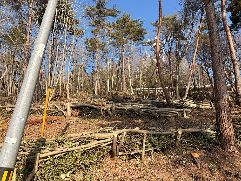 森づくり事業、景観を良くする伐採作業