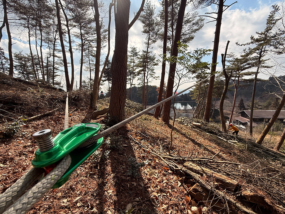 森づくり事業、景観を良くする伐採作業
