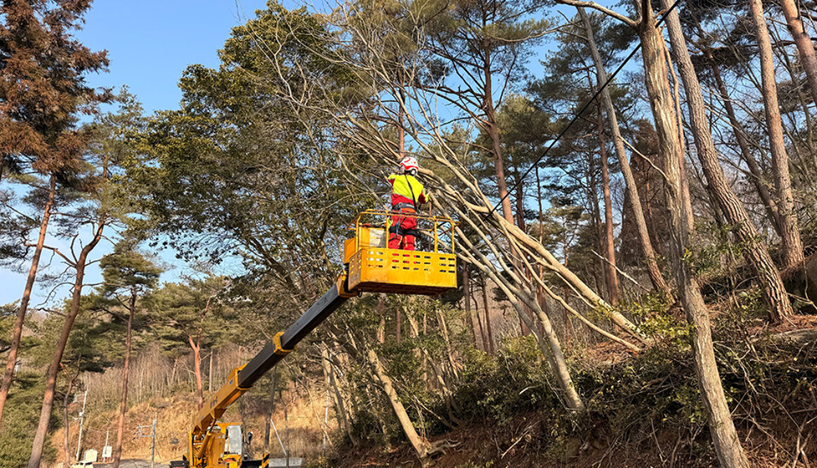 森づくり事業、景観を良くする伐採作業